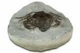 Eocene Fossil Crab (Pulalius) - Washington State #345509-2